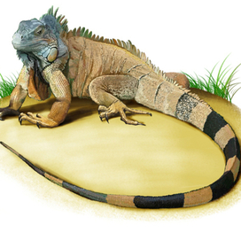 Иллюстрация для книги Брема «Жизнь животных» «Игуана»