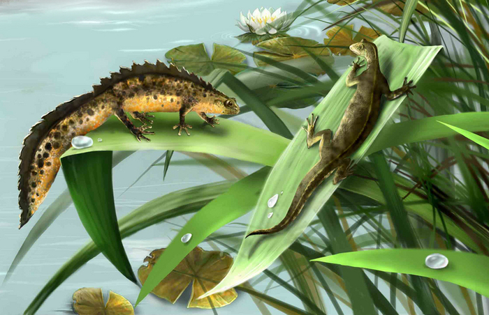 "Тритоны. Любовь"