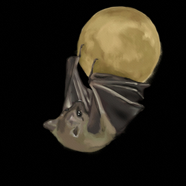 Порождение ночи