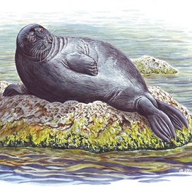 Байкальская ледниковая приблуда.