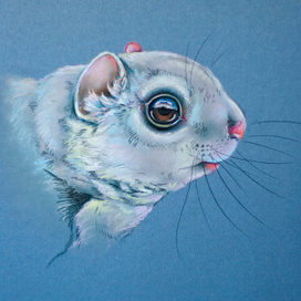 Белка летяга