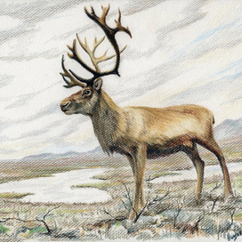 Северный олень