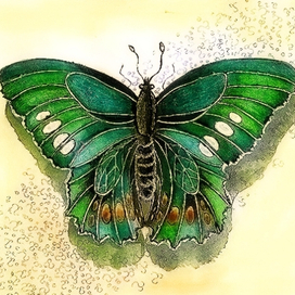 Зелёная бабочка