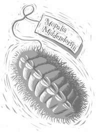 Mopalia Middendorffii