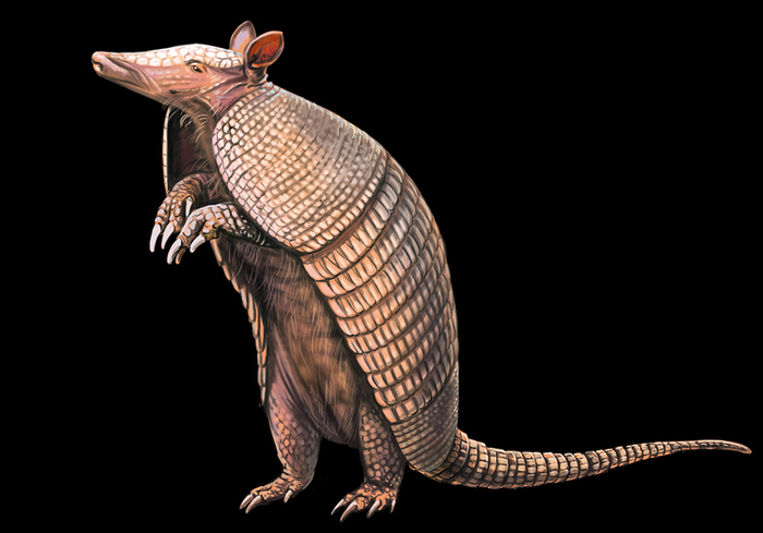 Броненосец