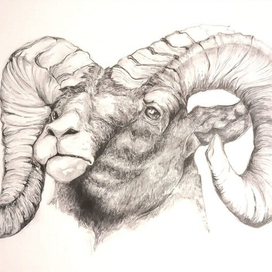 Горный козел