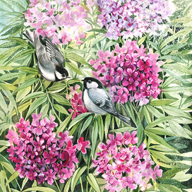 Гаички синицы в флоксах