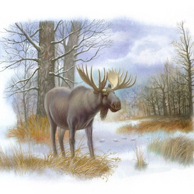 Полуполосная к книге Соколова-Микитова