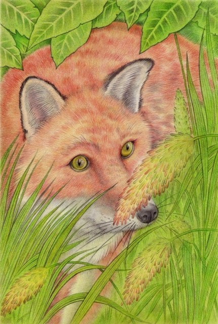 Лиса и лисохвост