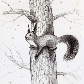 Белка зимой