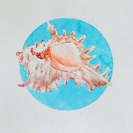 морская ракушка