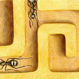 Муравьи в лабиринте