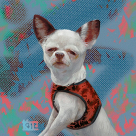 песик из Пятерочки