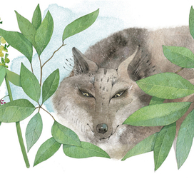 "Совиный волк"