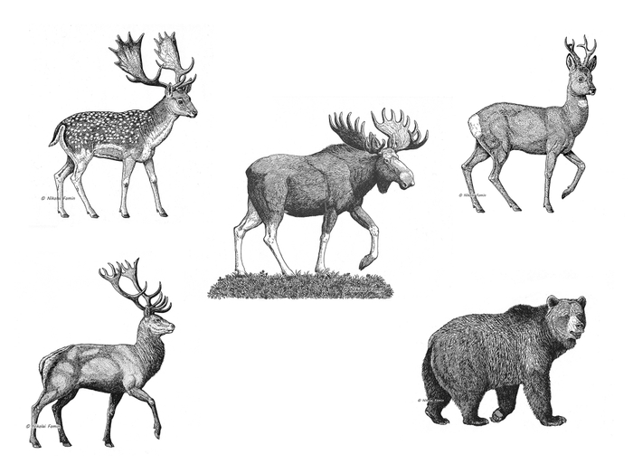 Колбасные обрезки - 1.