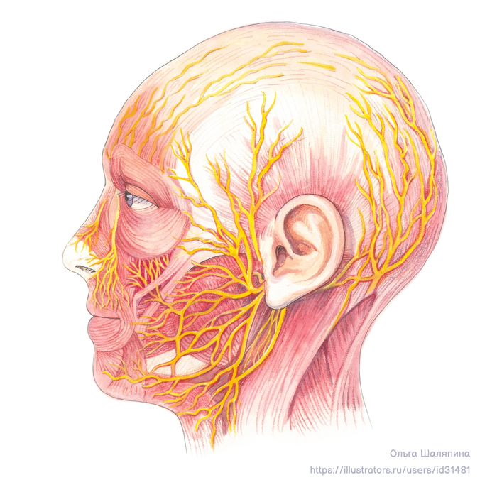 Анатомический рисунок