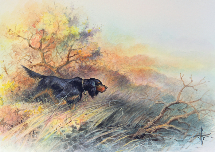 Подружейные собаки. Шотландский сеттер.