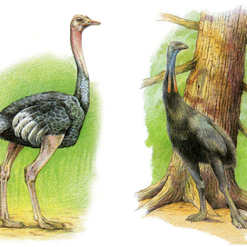 Азиатский страус; Эпиорнис