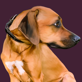 Рисунок собаки породы ретривер