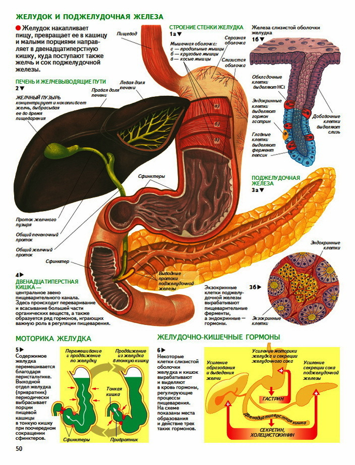 анатомия человека. желудок