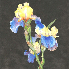 Ирис на чёрном