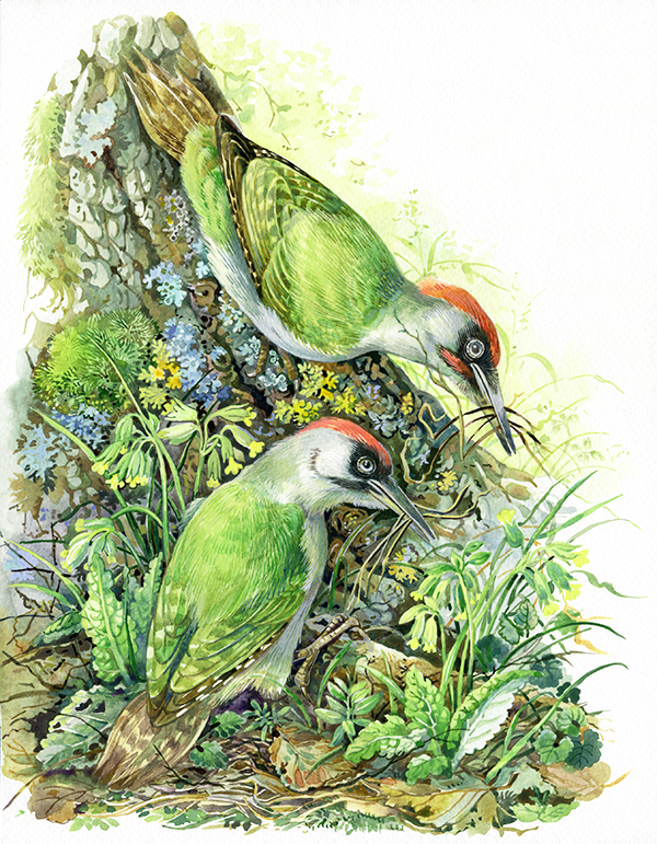 Зеленые дятлы