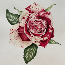 Роза Ботаническая иллюстрация