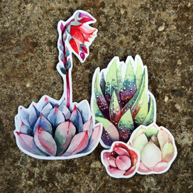 Суккуленты