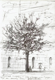 дуб около петропавловской крепости