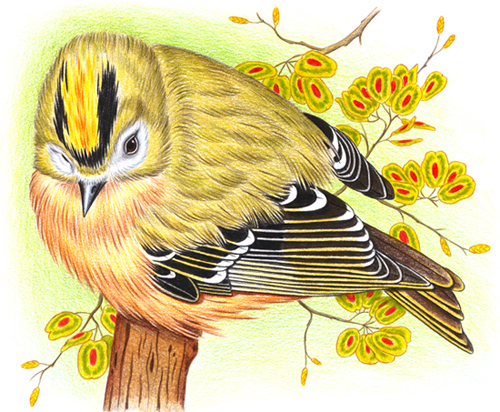 королек желтоголовый