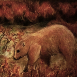 медведь в сумерках