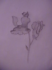 "Ливиный Зев... Жёлтый"