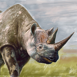 Иллюстрация - Носорог. Растр.