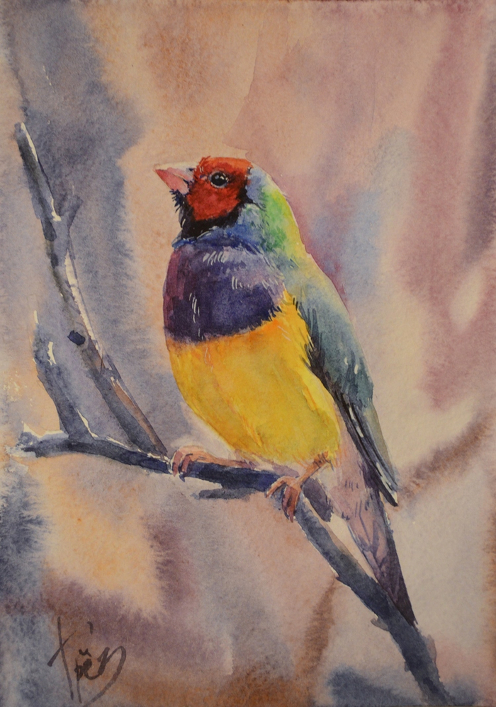 Гульдова амадина