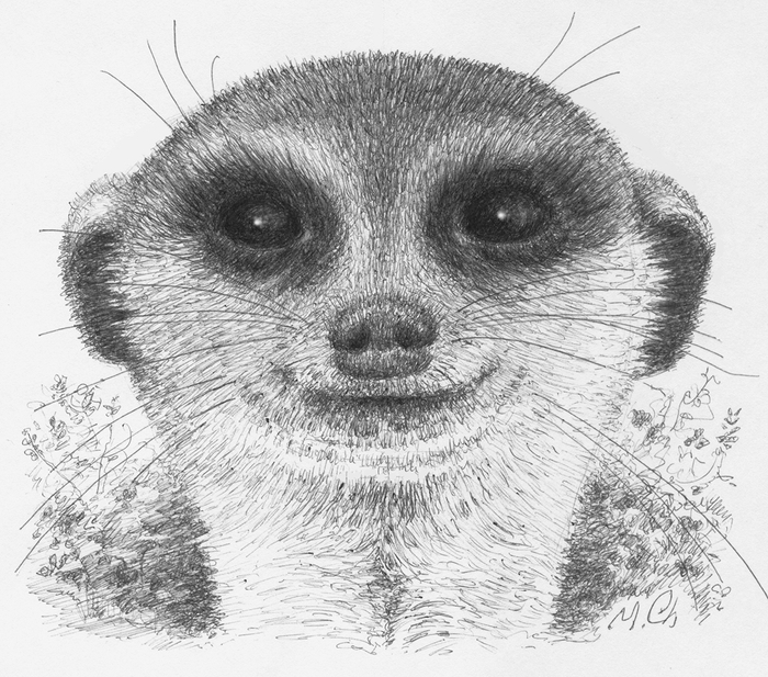 Веселый сурикат