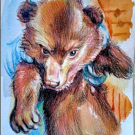 Медвежонок