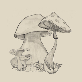 Mushrooms 