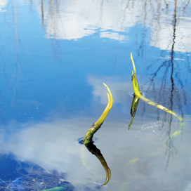 Танцы на воде ...