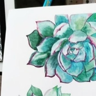 Суккуленты