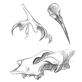 братья наши меньшие