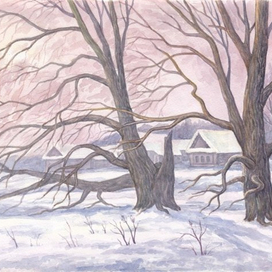 Старые ветлы.