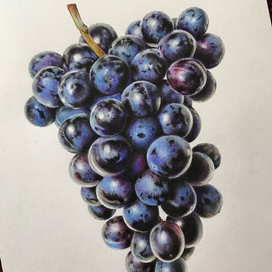 виноград