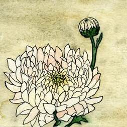 Хрищантемы