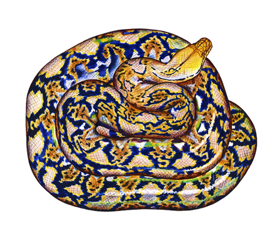 Сетчатый питон
