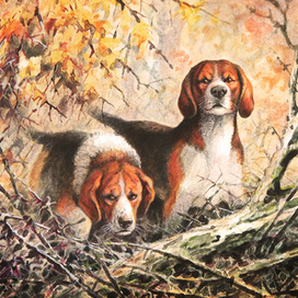 Гончие собаки. Эстонская гончая.