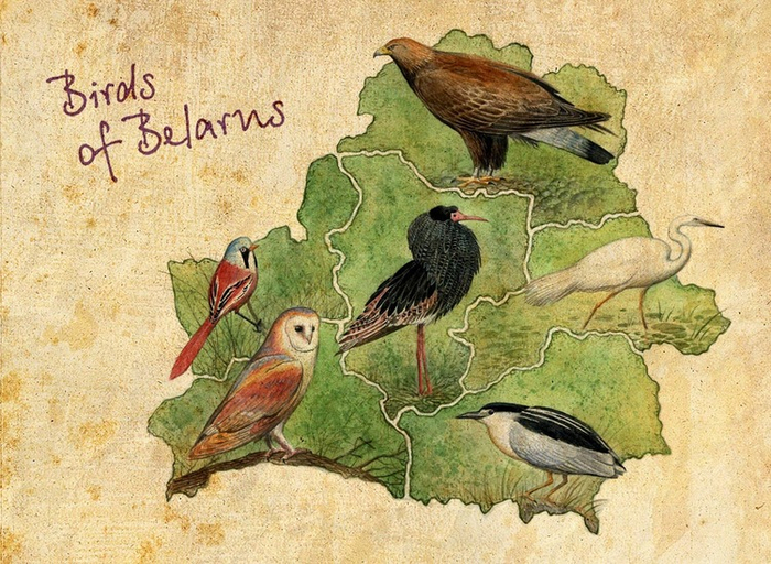 Birds of Belarus