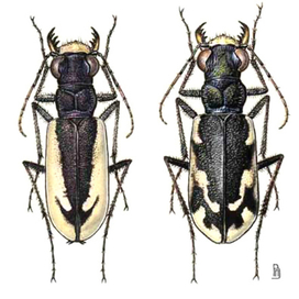 Cicindela schrenki 