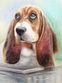 Бассет хаунд. Пастель
