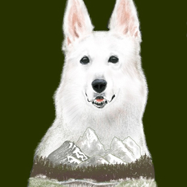 Белая овчарка 