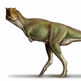 Xenotarsosaurus  bonapartei